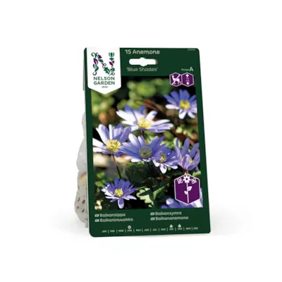 Høstløk balkansymre Blue Shades