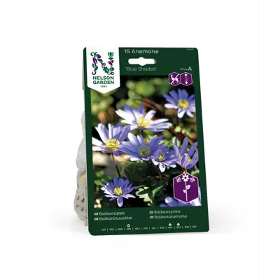 Høstløk balkansymre Blue Shades