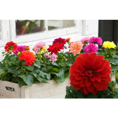 Georgine Dahlia, bilde 2