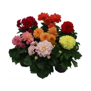Georgine Dahlia