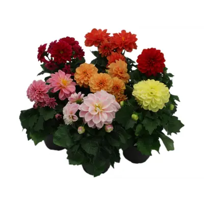 Georgine Dahlia
