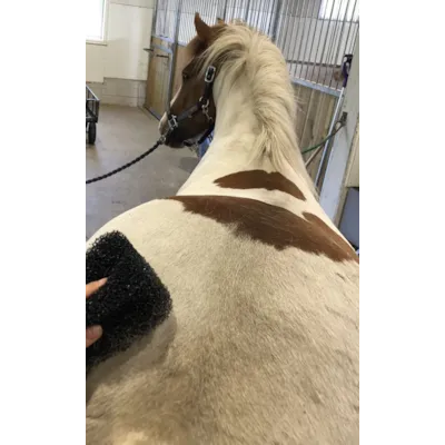 Svamp Tiger's Tongue, bilde 4