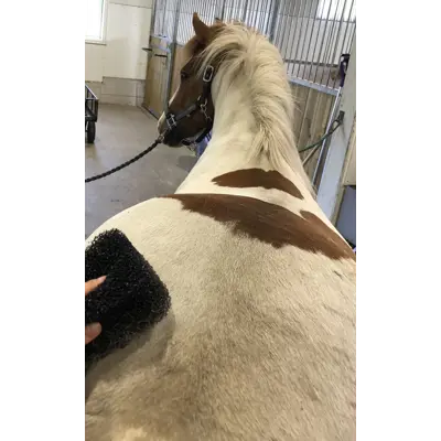 Svamp Tiger's Tongue, bilde 4