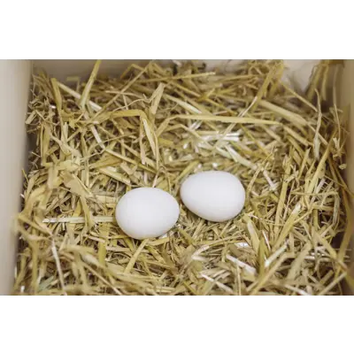 Redeegg for høns 2 pk, bilde 3