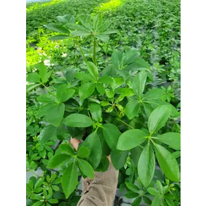 Paraplyplante Schefflera Arboricola