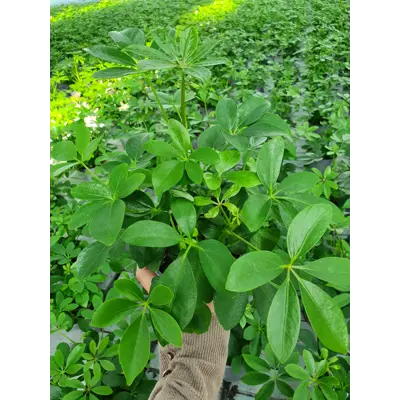 Paraplyplante Schefflera Arboricola