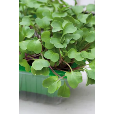 Frø bladreddik MicroLeaf, bilde 2