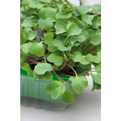 Frø bladreddik MicroLeaf, bilde 2