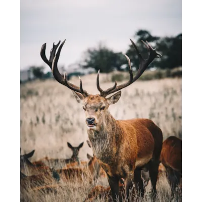 Tilskuddsfôr hjort 25 kg