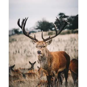 Tilskuddsfôr hjort 25 kg