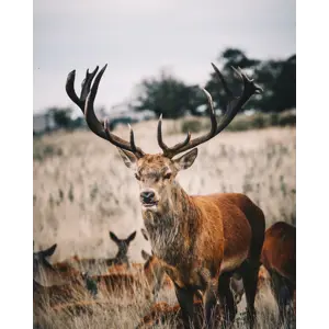 Tilskuddsfôr hjort 25 kg