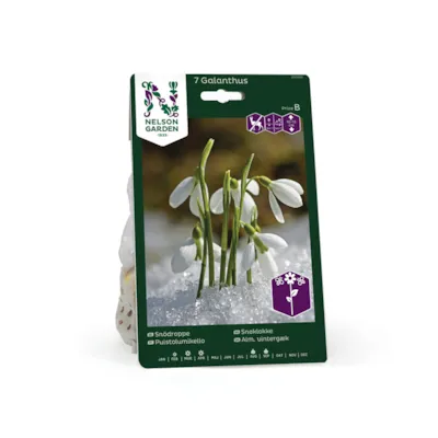 Høstløk snøklokke