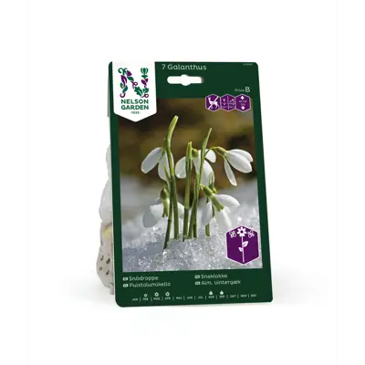 Høstløk snøklokke