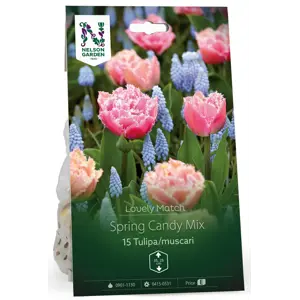 Høstløk tulipan Muscari Spring candy Mix