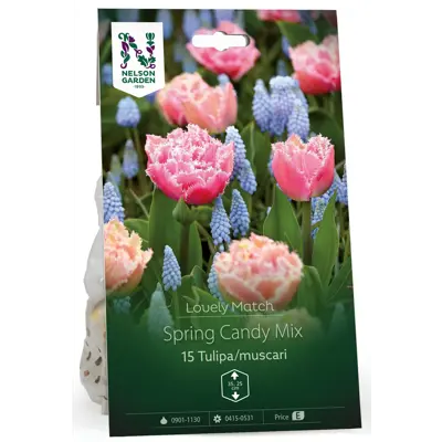 Høstløk tulipan Muscari Spring candy Mix