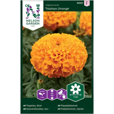 Frø fløyelsblomst Taishan Orange