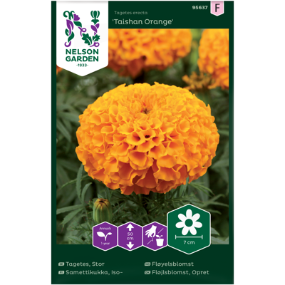 Frø fløyelsblomst Taishan Orange