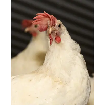 Verp Solgul 1, bilde 2