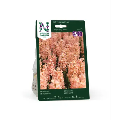 Høstløk hyasint Gipsy Queen