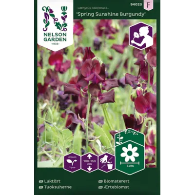 Frø blomsterert Spring Snshn Burgundy