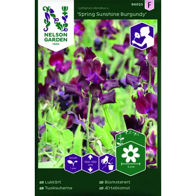 Frø blomsterert Spring Snshn Burgundy