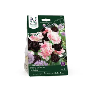 Høstløk tulipan Hero in Love