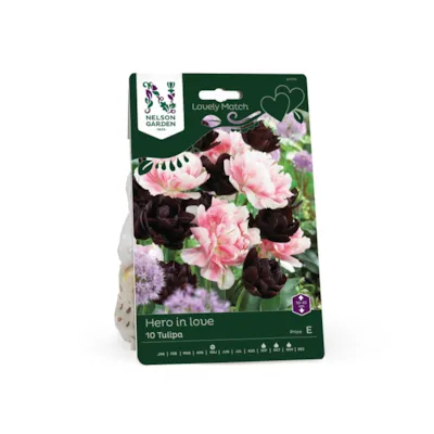 Høstløk tulipan Hero in Love