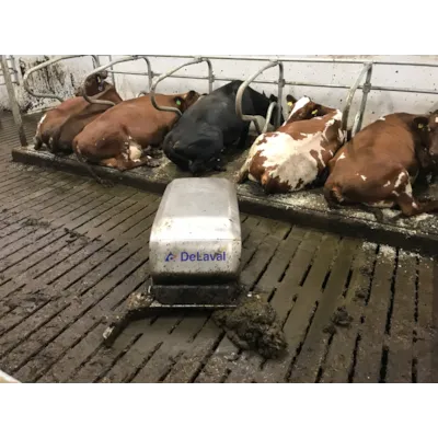 Gjødselrobot, bilde 2