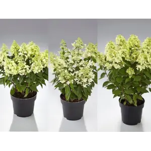 Syrinhortensia