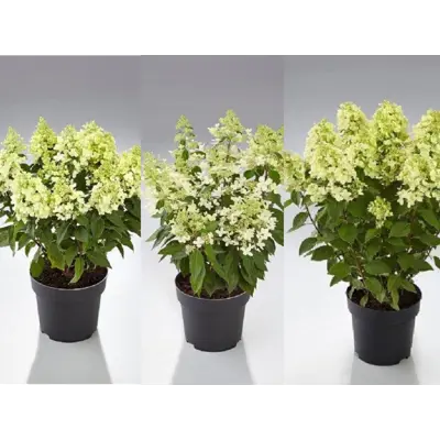Syrinhortensia