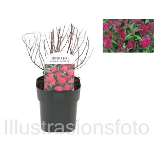 Japanspirea Anthony Waterer