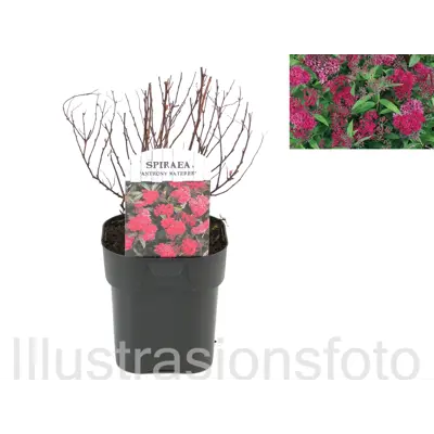 Japanspirea Anthony Waterer
