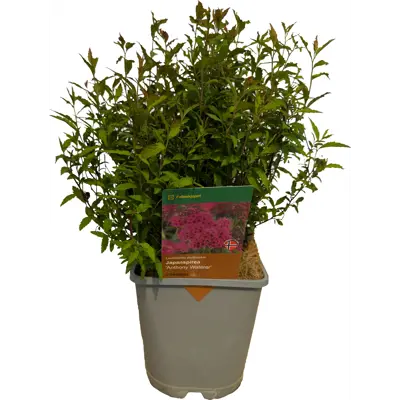 Japanspirea Anthony Waterer
