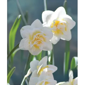 Høstløk edelnarsiss White Lion