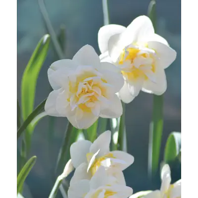 Høstløk edelnarsiss White Lion