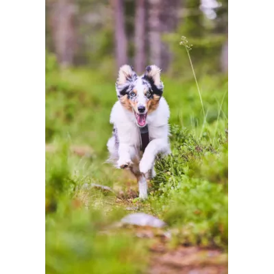 Hundesele Line Harness 5.0 blå, bilde 5