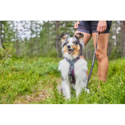Hundesele Line Harness 5.0 blå, bilde 7