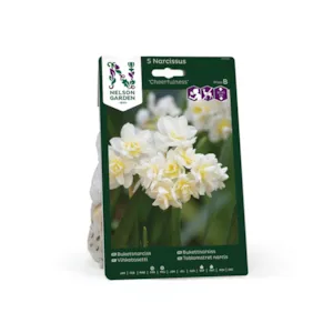 Høstløk narsiss Cheerfulness