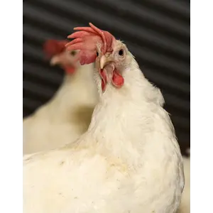 Verp Solgul 1 S