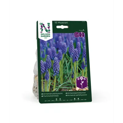 Høstløk armeniaperleblomst