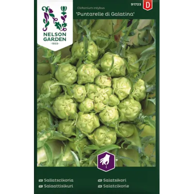 Frø salatsikori Puntarelle di Galatina