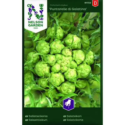 Frø salatsikori Puntarelle di Galatina