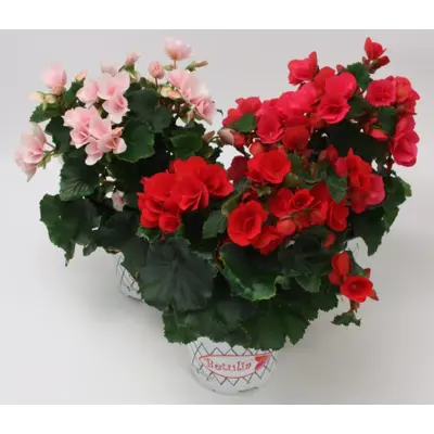 Begonia Betulia, bilde 2