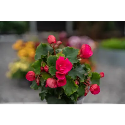 Begonia Betulia, bilde 3