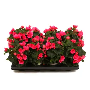 Begonia Betulia
