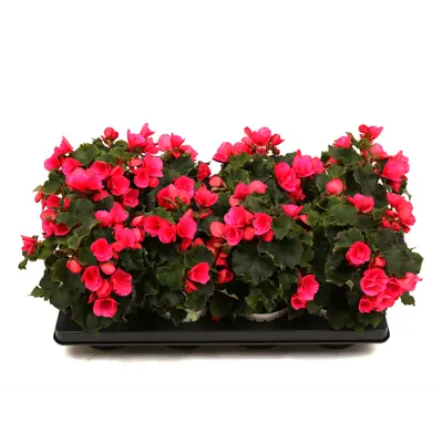 Begonia Betulia