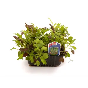 Salat