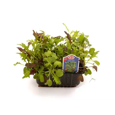 Salat