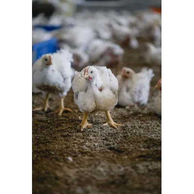 McKylling 2 Tarmhelse, bilde 2