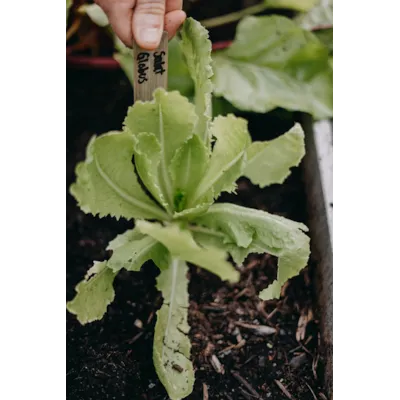 Frø romanosalat Globus   , bilde 2